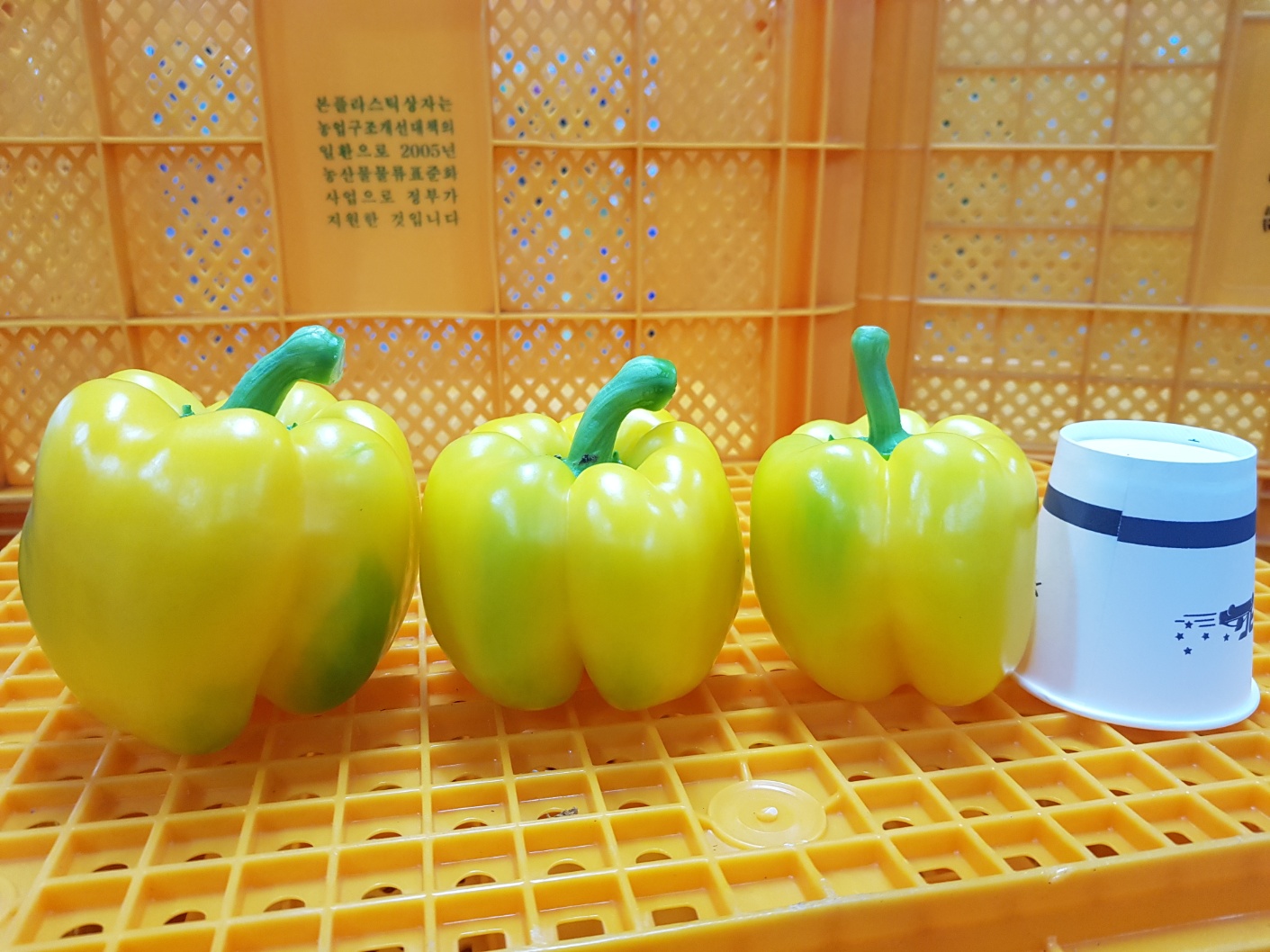 노랑 파프리카 - 5kg ( 20~25개 내외 )