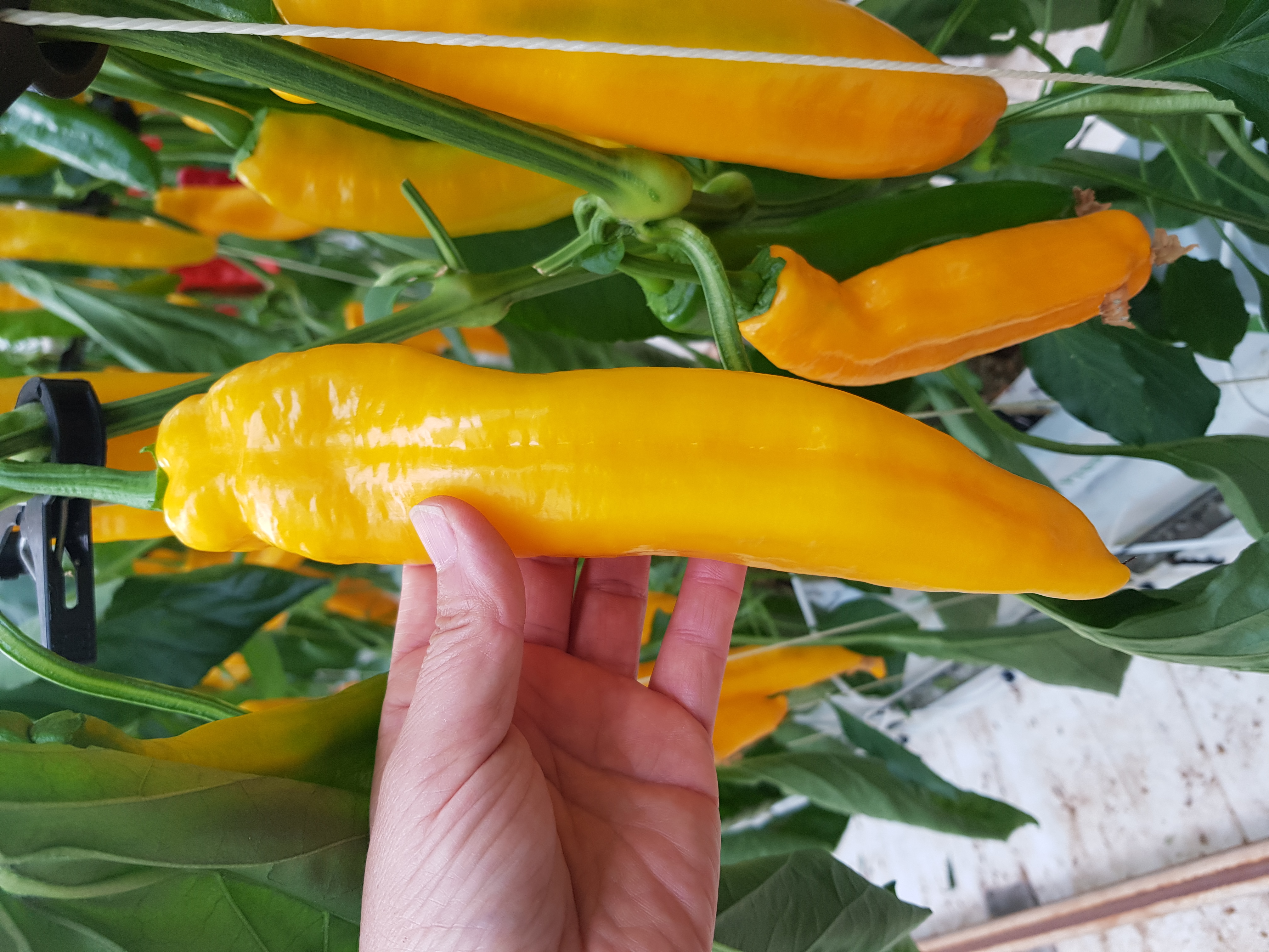 길쭉달달 바나나파프리카 - 1.5kg (9~16개내외)