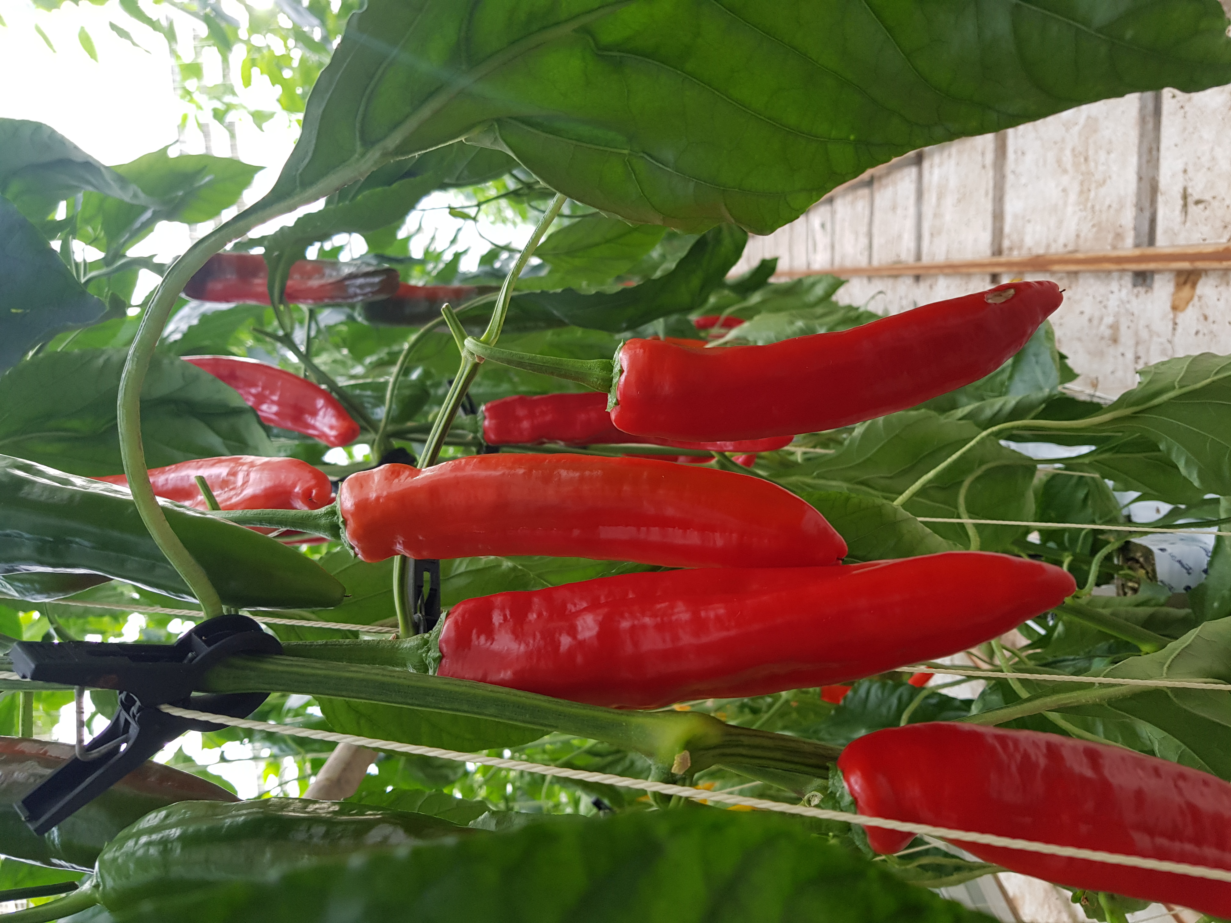 길쭉달달 바나나파프리카 - 1.5kg (9~16개내외)