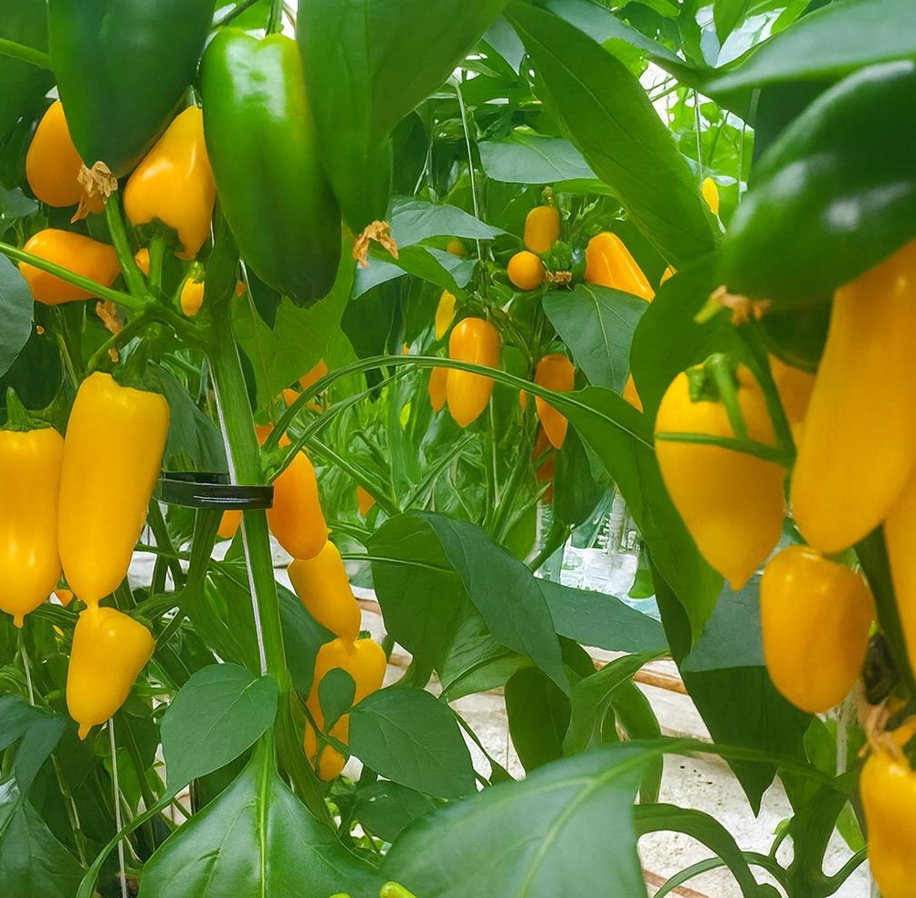 씨없는 미니파프리카  - 2kg