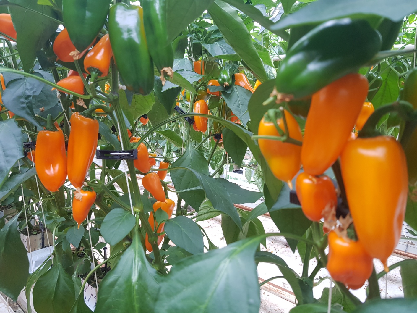 씨없는 미니파프리카 - 5kg