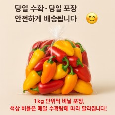 씨없는 미니파프리카 - 5kg